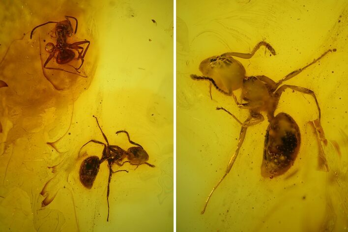 Two Detailed Fossil Ants (Formicidae) In Baltic Amber #128309